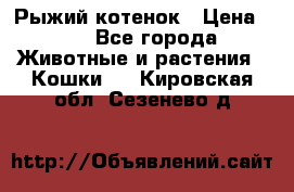 Рыжий котенок › Цена ­ 1 - Все города Животные и растения » Кошки   . Кировская обл.,Сезенево д.